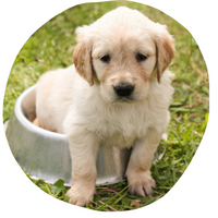 a golden retriever puppy sitting in a metal dog bowl in a field of grass