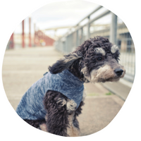 a grey schnauzer in a sweater with its ears back looking worried